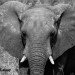 Elephant bandw